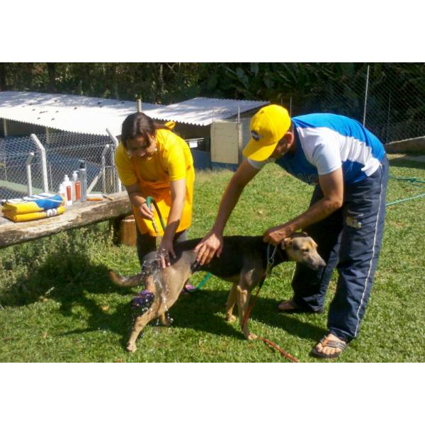 Onde Tem Hotéis de Cachorro em Jandira - Hotel para Cães na Vila Madalena