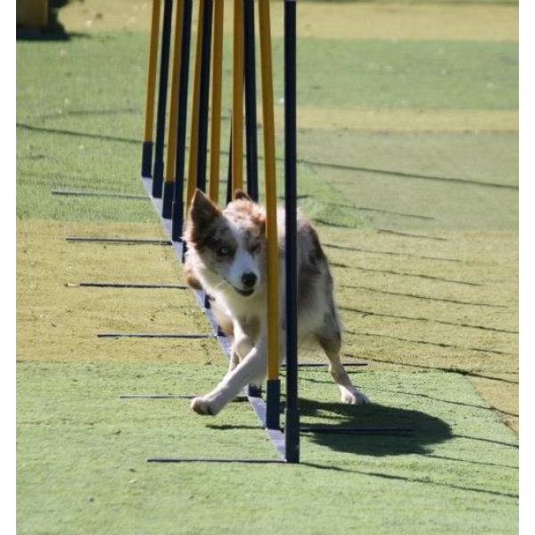 Onde Tem Hotéis de Cachorros na Saúde - Hotel Canil