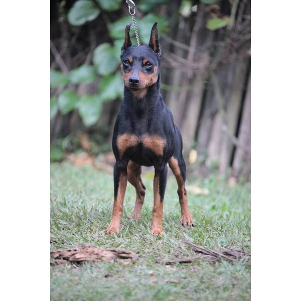 Onde Tem Hotéis para Cães no Rio Pequeno - Hotel Canil