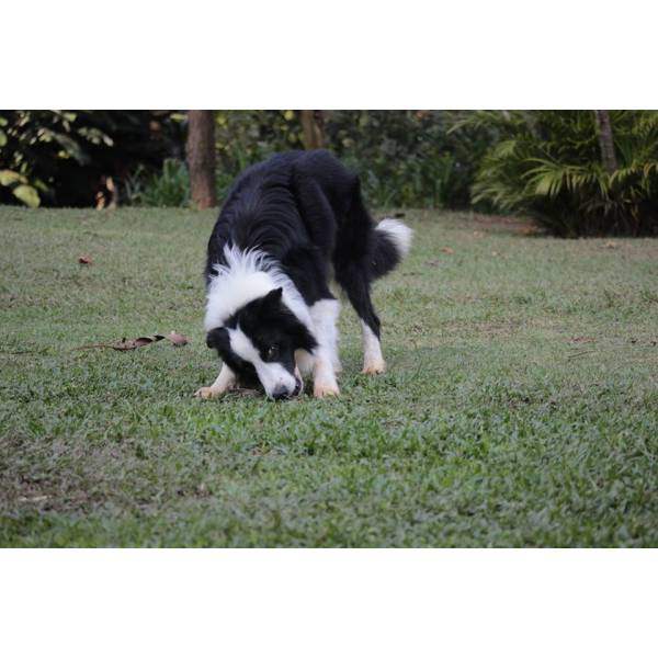 Onde Tem Hotel de Cachorro em Santana de Parnaíba - Hotel Canil