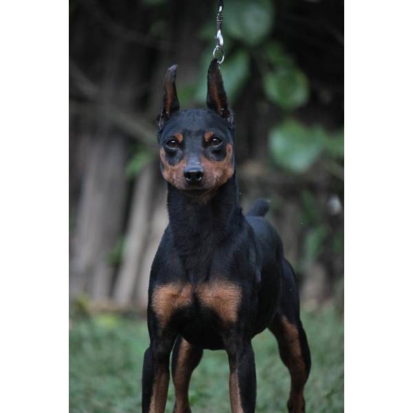 Onde Tem Hotel de Cão na Vila Sônia - Hotel para Cães no Butantã