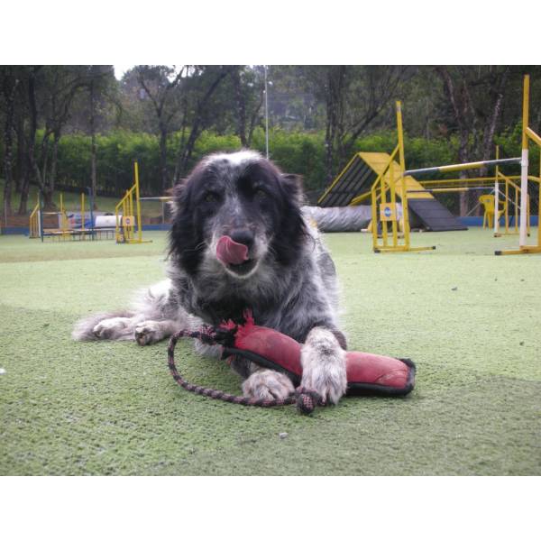 Onde Tem Hotel para Cachorro em Santana de Parnaíba - Hotel para Cães no Butantã