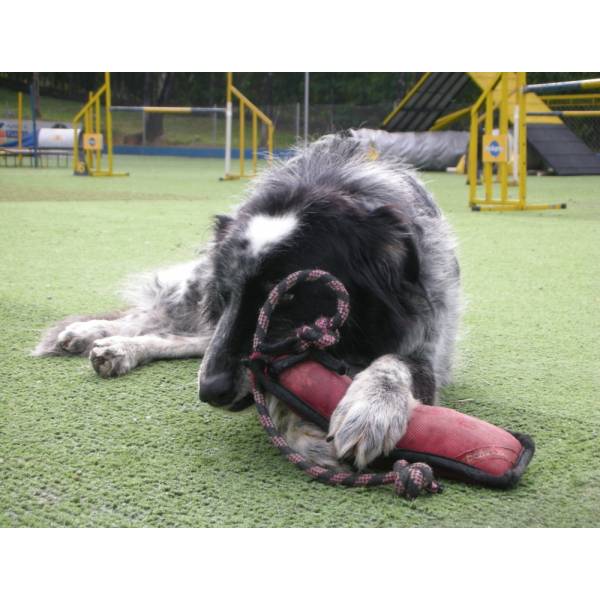 Onde Tem Hotel para Cachorros em Santana de Parnaíba - Hotel Canil