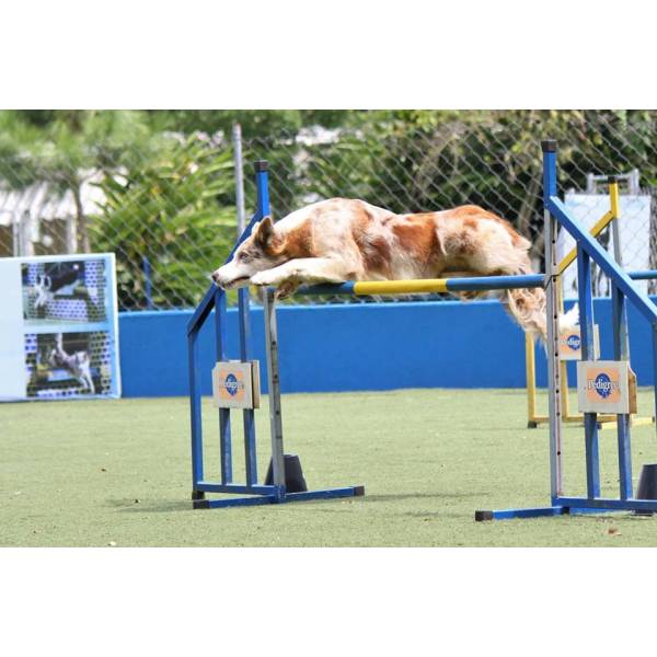 Onde Tem Hotel para Cães em Santana de Parnaíba - Hotel para Cães no Butantã