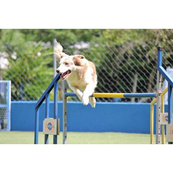 Onde Tem Hotel para Cão em Santana de Parnaíba - Hotel para Cães no Butantã