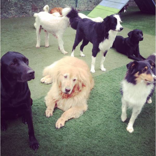 Preço de Adestrador para Cachorro no Pacaembu - Adestrador de Cães em Santo Amaro