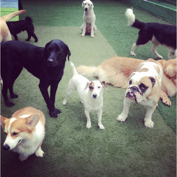 Preço de Adestrador para Cachorros no Rio Pequeno - Adestrador de Cães em Santo Amaro