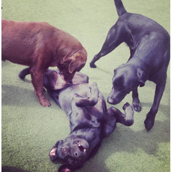 Preço de Adestrador para Cães no Aeroporto - Adestrador de Cães em Santo Amaro