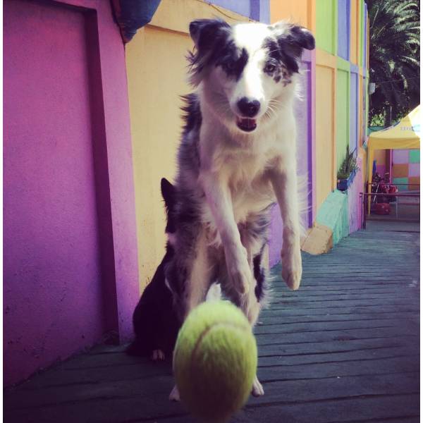 Preço de Adestrador para Cães no Morumbi - Adestrador de Cães na Vila Madalena