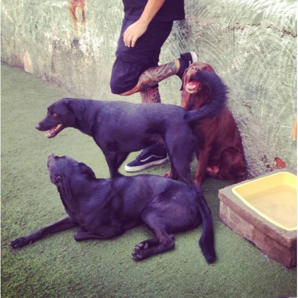 Preço de Adestrador para Cão no Jockey Club - Adestrador de Cães em Santo Amaro