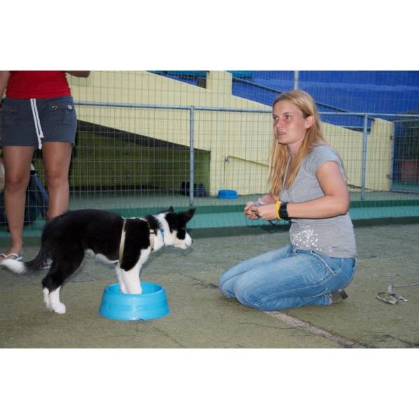 Preço de Adestradores para Cães no Pacaembu - Empresa de Adestradores de Cachorros