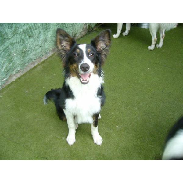 Preço de Adestramento de Cachorro no Ibirapuera - Empresa de Adestramento de Cães
