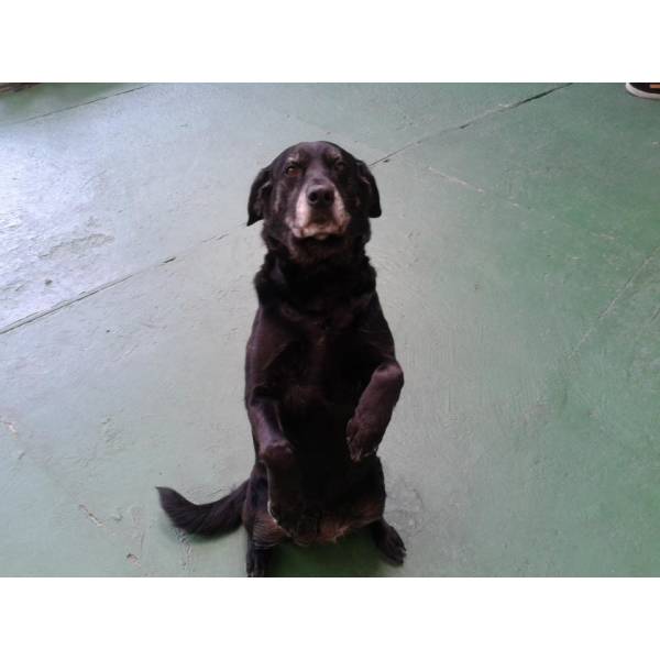 Preço de Adestramento de Cachorros em Santo Amaro - Adestramento de Cães na Berrini