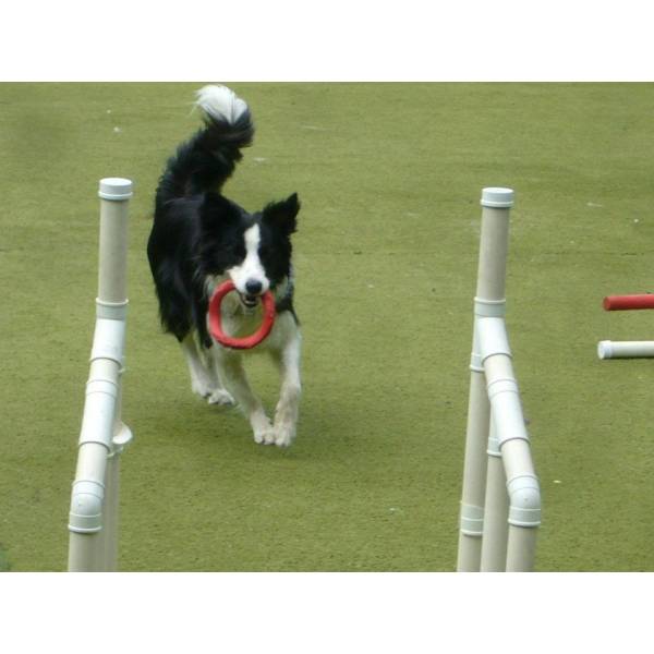 Preço de Adestramento de Cães em Embu das Artes - Serviço de Adestramento de Cachorros