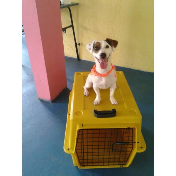 Preço de Adestramento para Cachorros em Itapecerica da Serra - Adestramento de Cães na Berrini