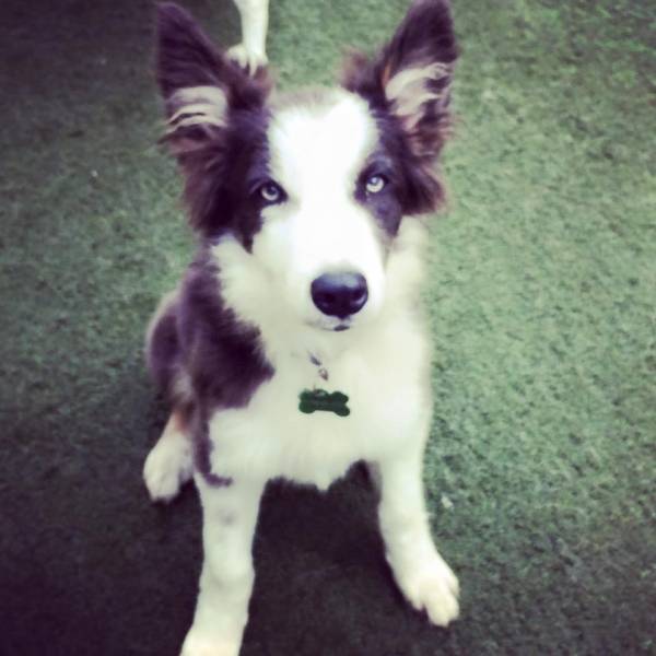 Preço de Adestramento para Cão no Aeroporto - Adestramento de Cães em São Paulo