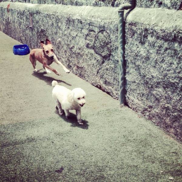 Preço de Creche de Cachorro em Embu das Artes - Creche para Cachorro em SP