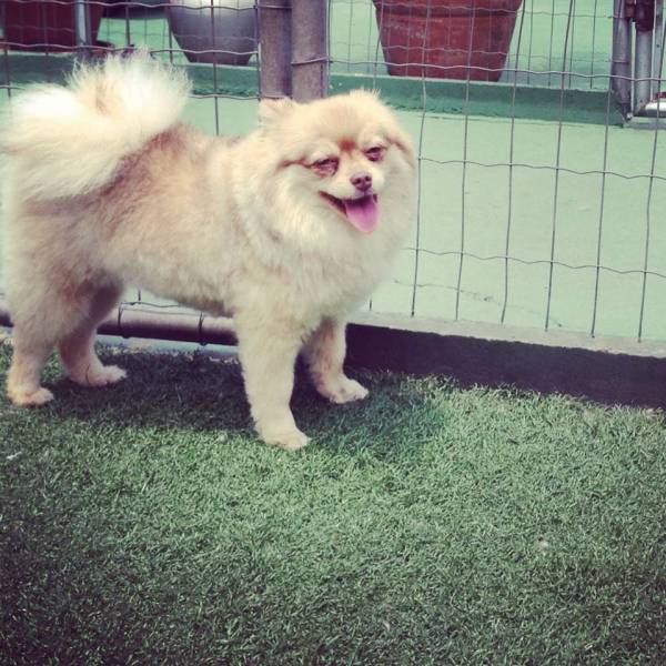 Preço de Creche de Cachorros em Jandira - Creche para Cachorro no Itaim Bibi