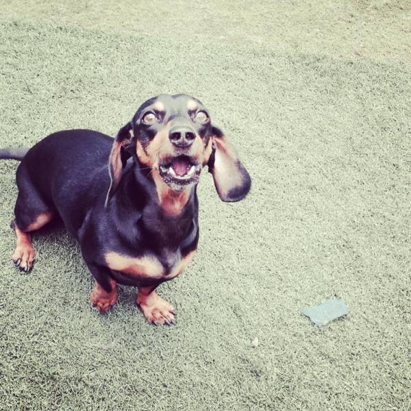 Preço de Creche de Cães na Cidade Jardim - Creche para Cachorro em Pinheiros