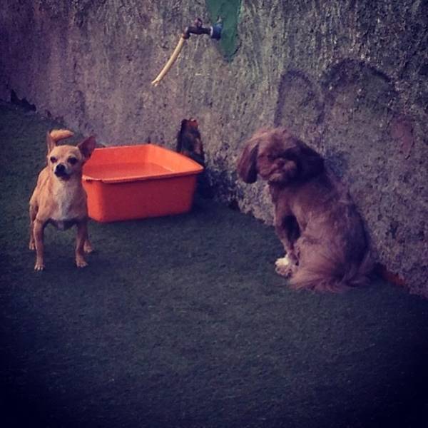 Preço de Creche para Cachorros em Perdizes - Creche para Cachorro em SP