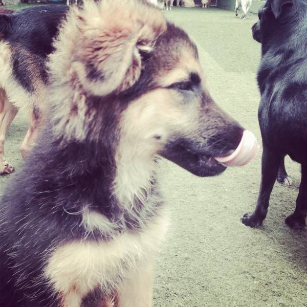 Preço de Creche para Cães na Cidade Ademar - Creche para Cachorro em SP