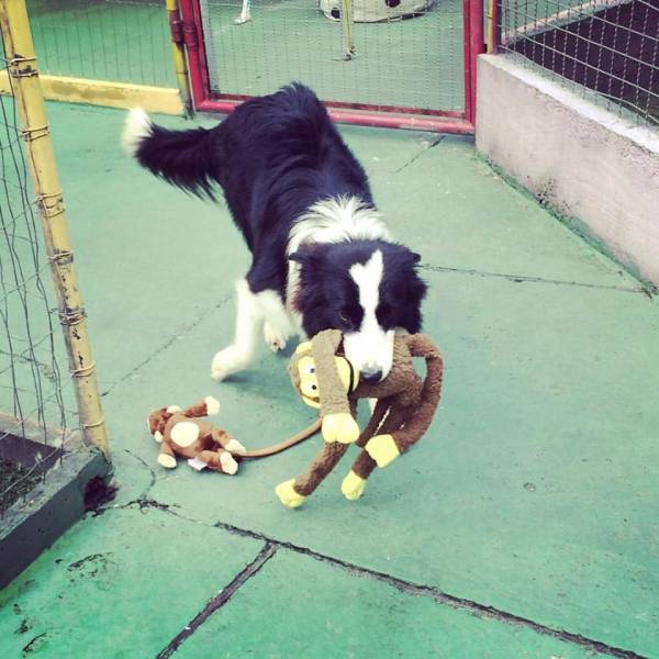 Preço de Creches de Cachorro em Santana de Parnaíba - Creches para Cachorrinhos