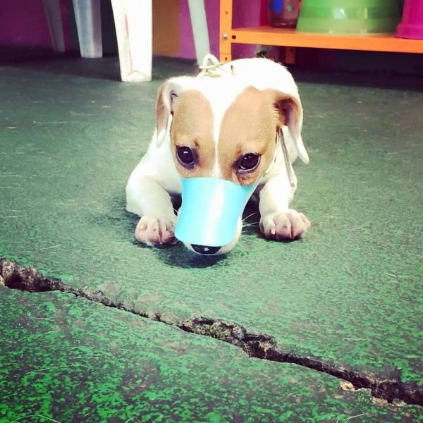 Preço de Creches de Cachorros em Embu Guaçú - Creche para Cachorro no Itaim Bibi