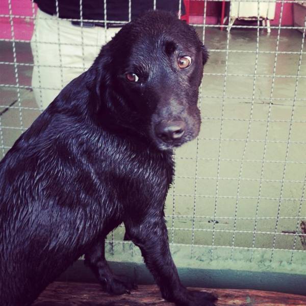 Preço de Creches de Cães na Vila Leopoldina - Creches para Cachorrinhos