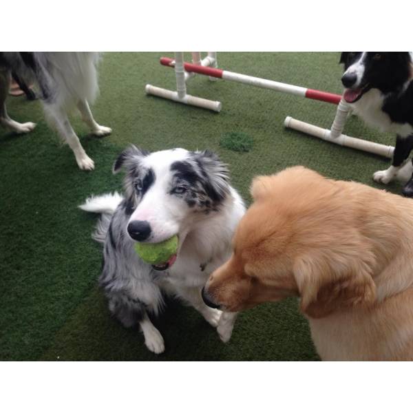 Preço de Creches para Cachorro em Interlagos - Creche para Cachorro no Itaim Bibi