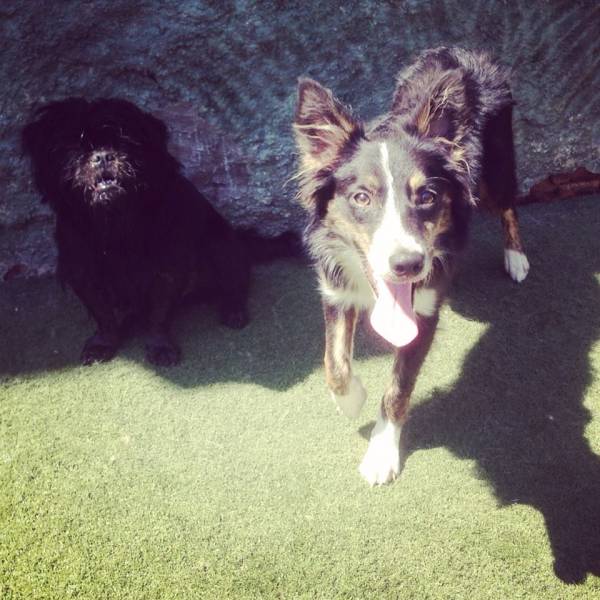 Preço de Creches para Cachorros em São Lourenço da Serra - Creche Pra Cachorro