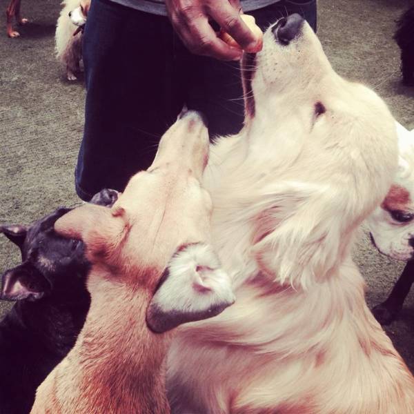 Preço de Creches para Cão  no Jockey Club - Creches para Cachorrinhos