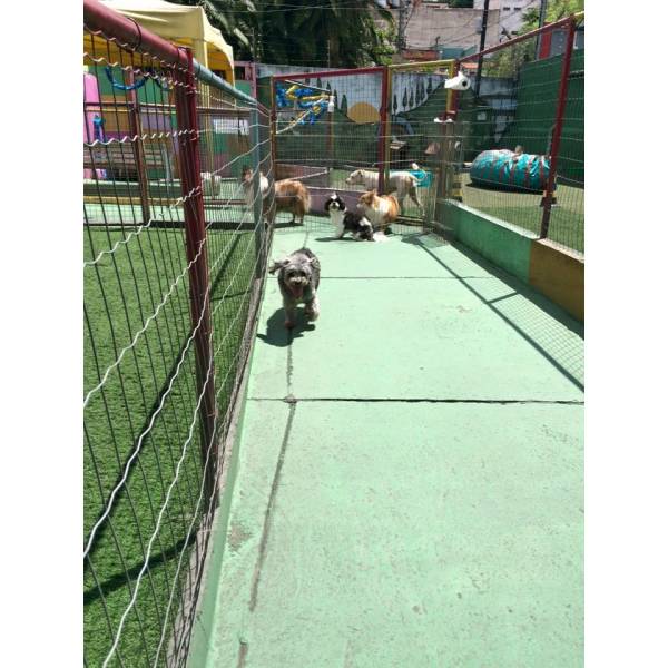 Preço de Daycare Canino em Embu Guaçú - Dog Care em Cotia