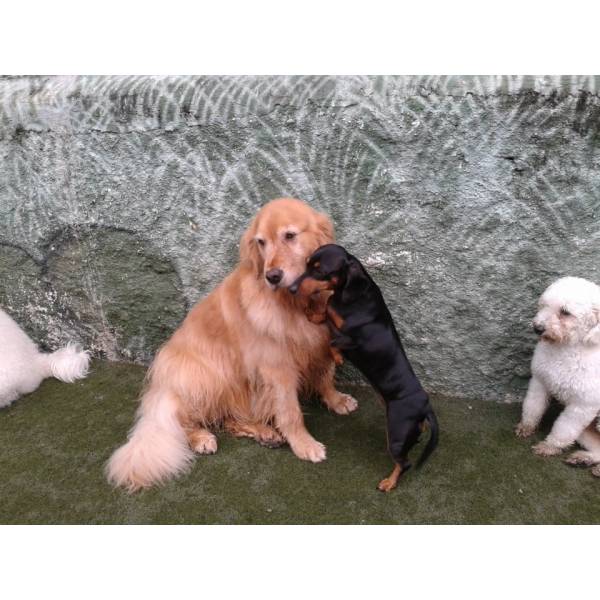 Preço de Daycare de Cachorro em Taboão da Serra - Day Care Dogs