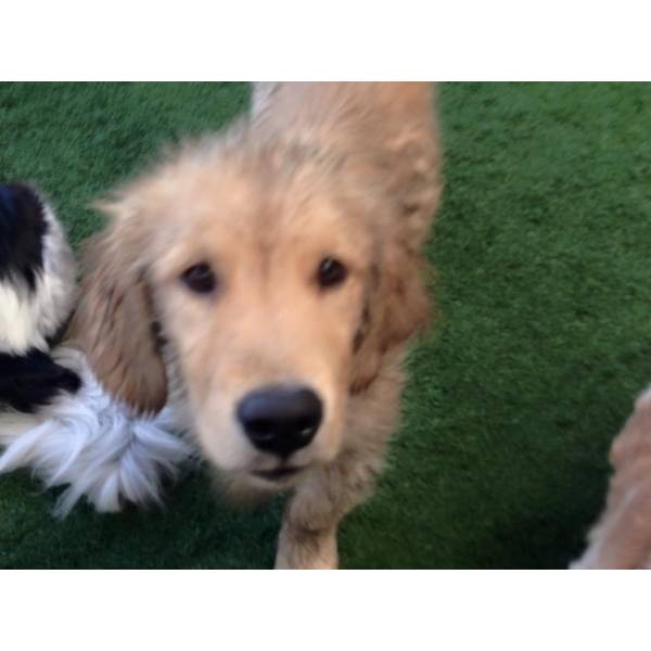 Preço de Daycare de Cão  em Santana de Parnaíba - Dog Care em Pinheiros