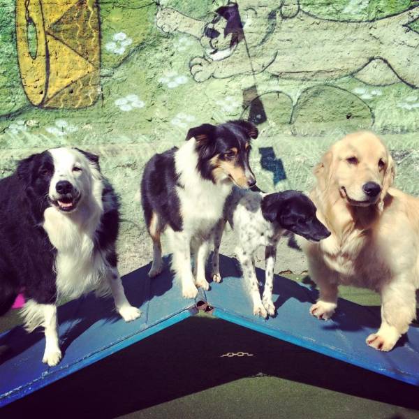 Preço de Daycare na Pedreira - Day Care Dog