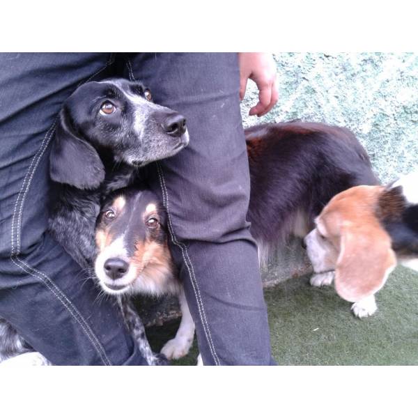 Preço de Daycare para Cachorro em Osasco - Dog Care em Pinheiros