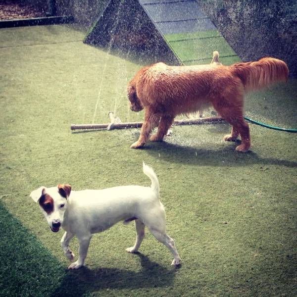 Preço de Daycare para Cachorros em Interlagos - Day Care Dogs