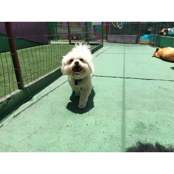 Preço de Daycare para Cães em Cajamar - Serviço de Daycare Canino