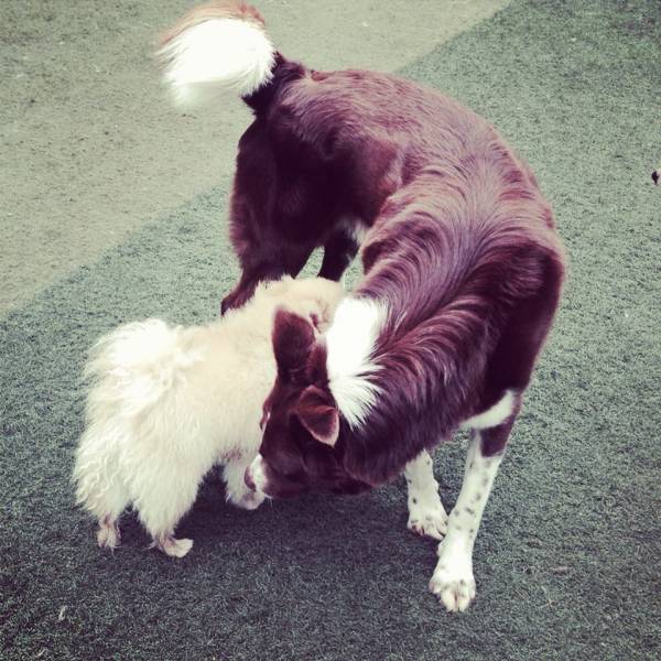 Preço de Daycare para Cão  em Itapevi - Dog Care em Pinheiros