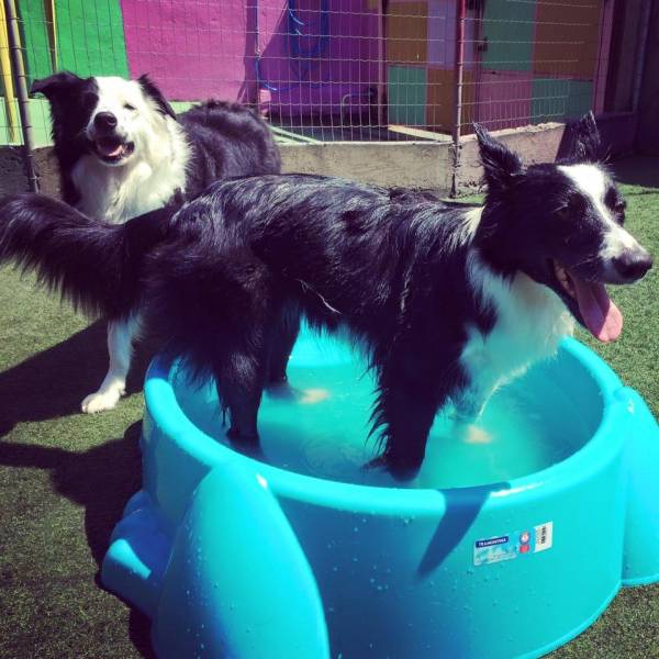 Preço de Hospedagem Animal  em Osasco - Hotel para Animais no Brooklin