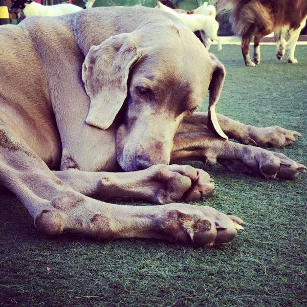 Preço de Hospedagens de Animal  na Cidade Jardim - Hotel para Animais na Zona Sul