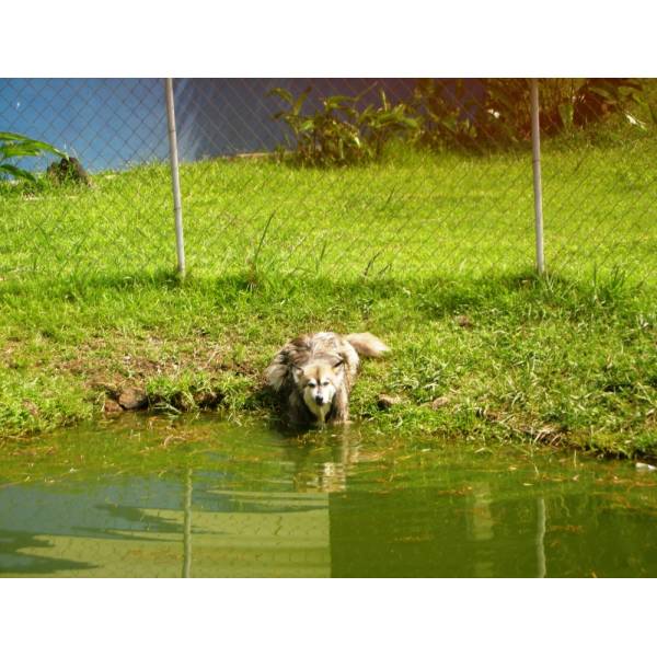 Preço de Hotéis de Cachorro na Vila Andrade - Hotel para Cães em SP