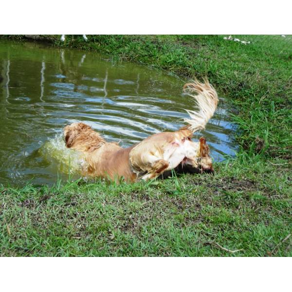 Preço de Hotéis de Cachorros no Jardim Europa - Hotel para Cachorro Diária