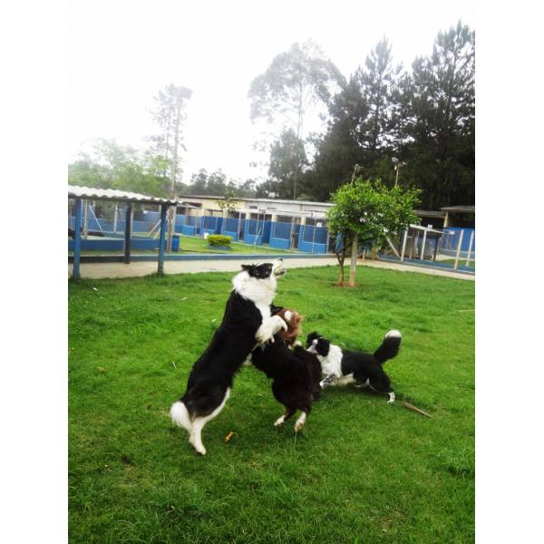 Preço de Hotéis de Cães em Interlagos - Hotel para Pequenos Cachorros