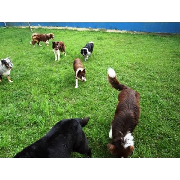 Preço de Hotéis de Cão no Itaim Bibi - Hotel para Pequenos Cachorros