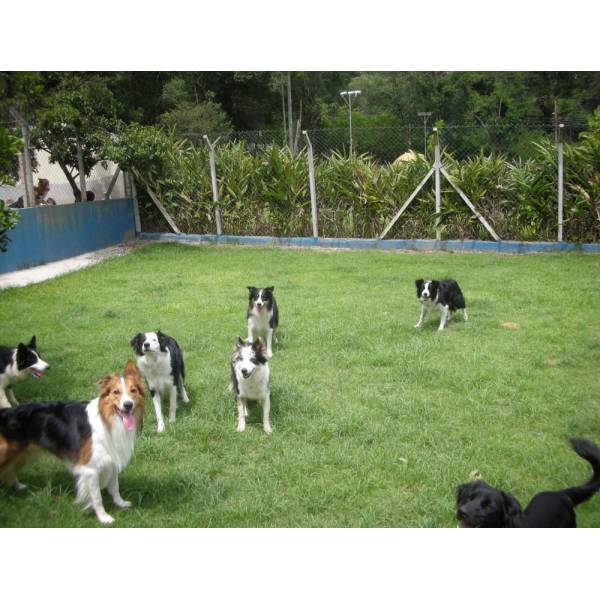 Preço de Hotéis para Cachorros na Água Branca - Hotel para Cães em Cotia