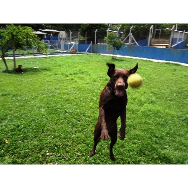 Preço de Hotéis para Cães em Itapevi - Hotel para Cachorro Diária