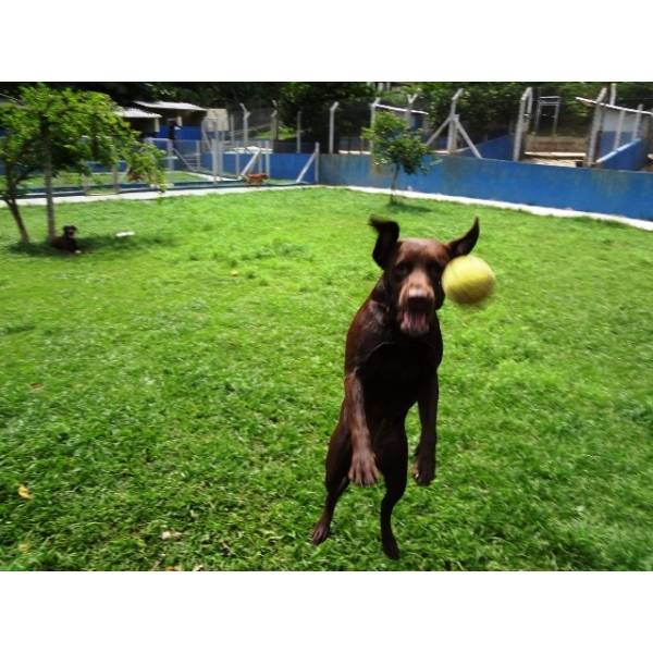 Preço de Hotéis para Cães em Raposo Tavares - Hotel para Dog