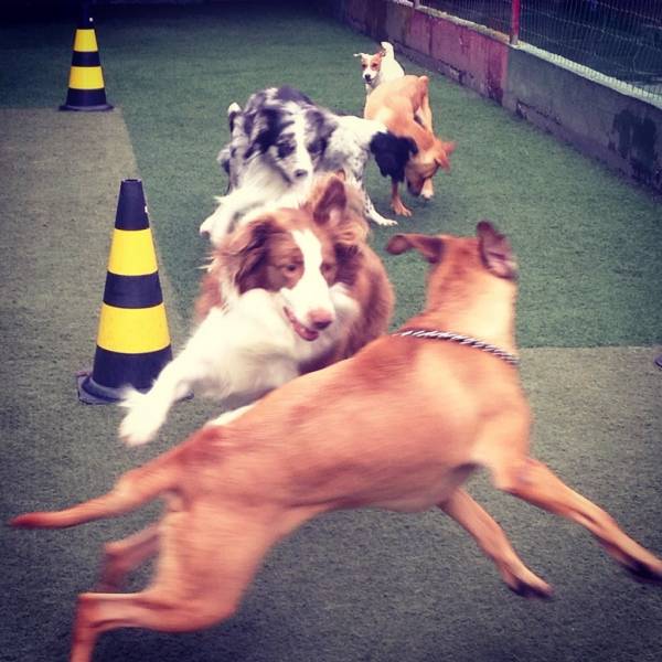 Preço de Hoteizinhos de Cachorros  em Santo Amaro - Preço de Hotelzinho para Cachorro