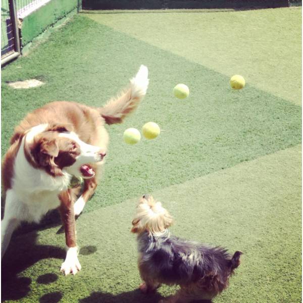 Preço de Hoteizinhos de Cão no Morumbi - Hotelzinho para Cães Preço